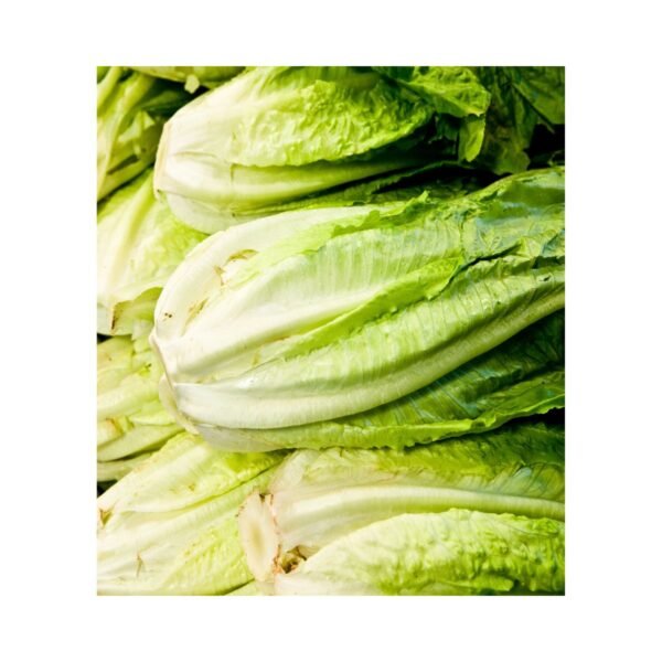 Lettuce Romaine 0.290/Kg - Image 2